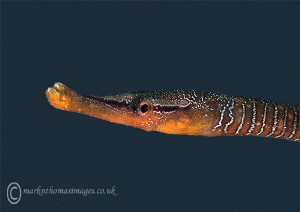 Snake pipefish.
Trefor Pier, N. Wales. by Mark Thomas 